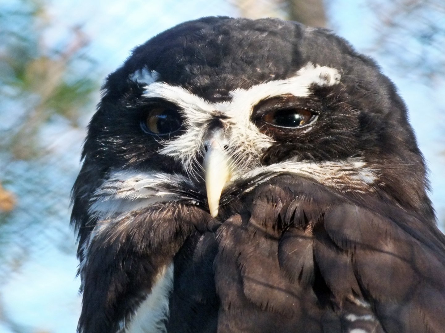 Spectacled owl