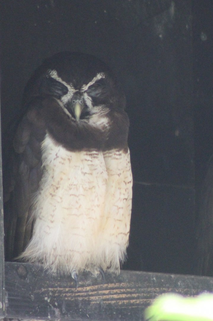 Spectacled owl