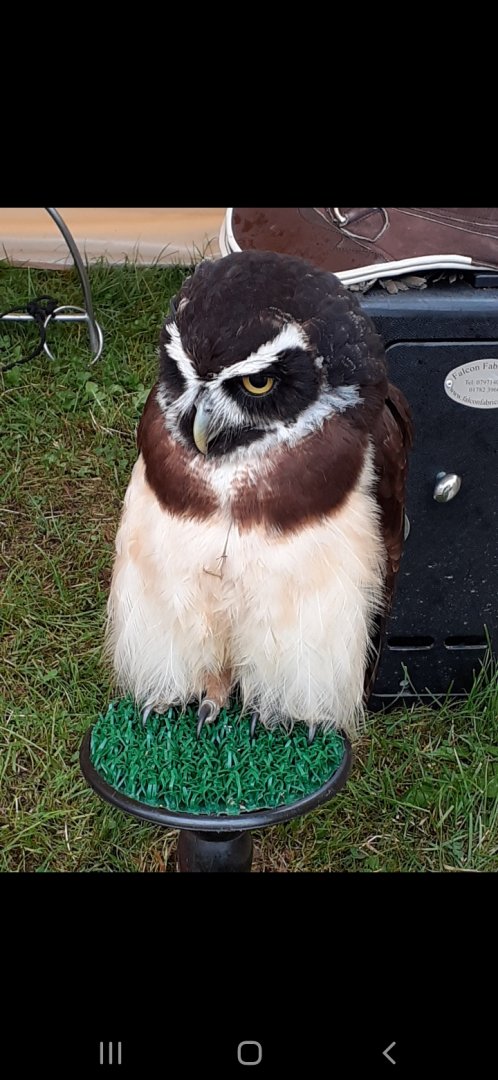 Spectacled owl