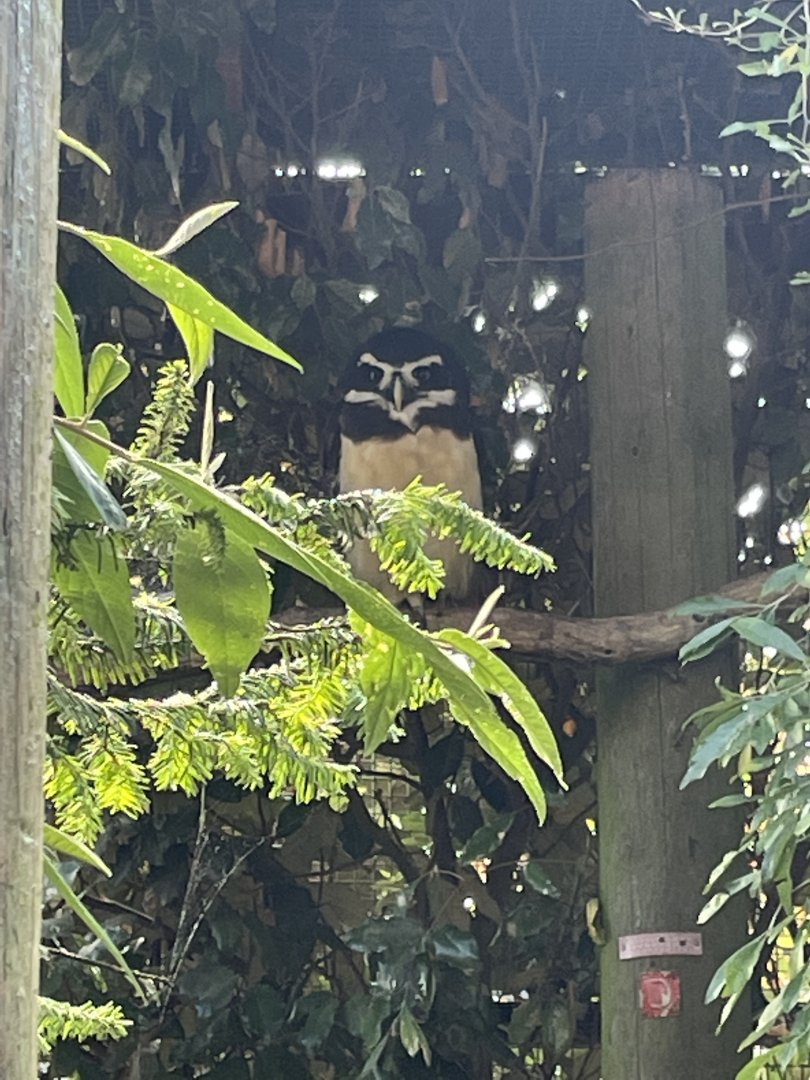 Spectacled owl