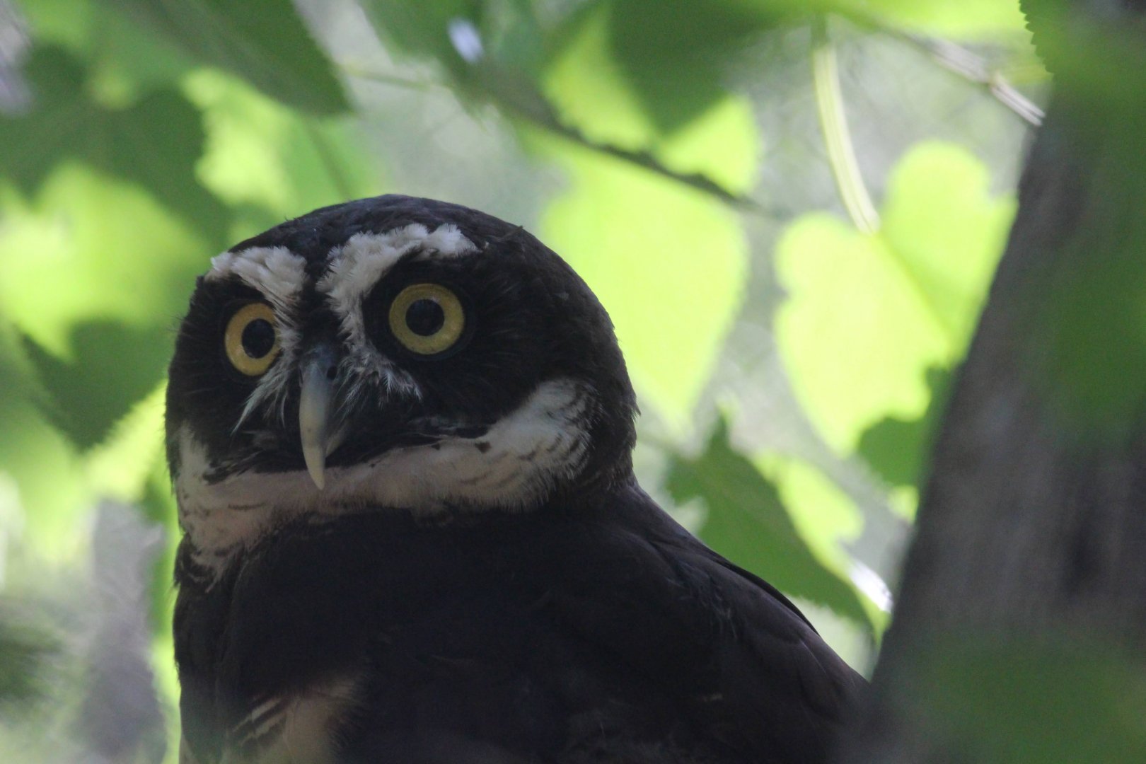 Spectacled Owl