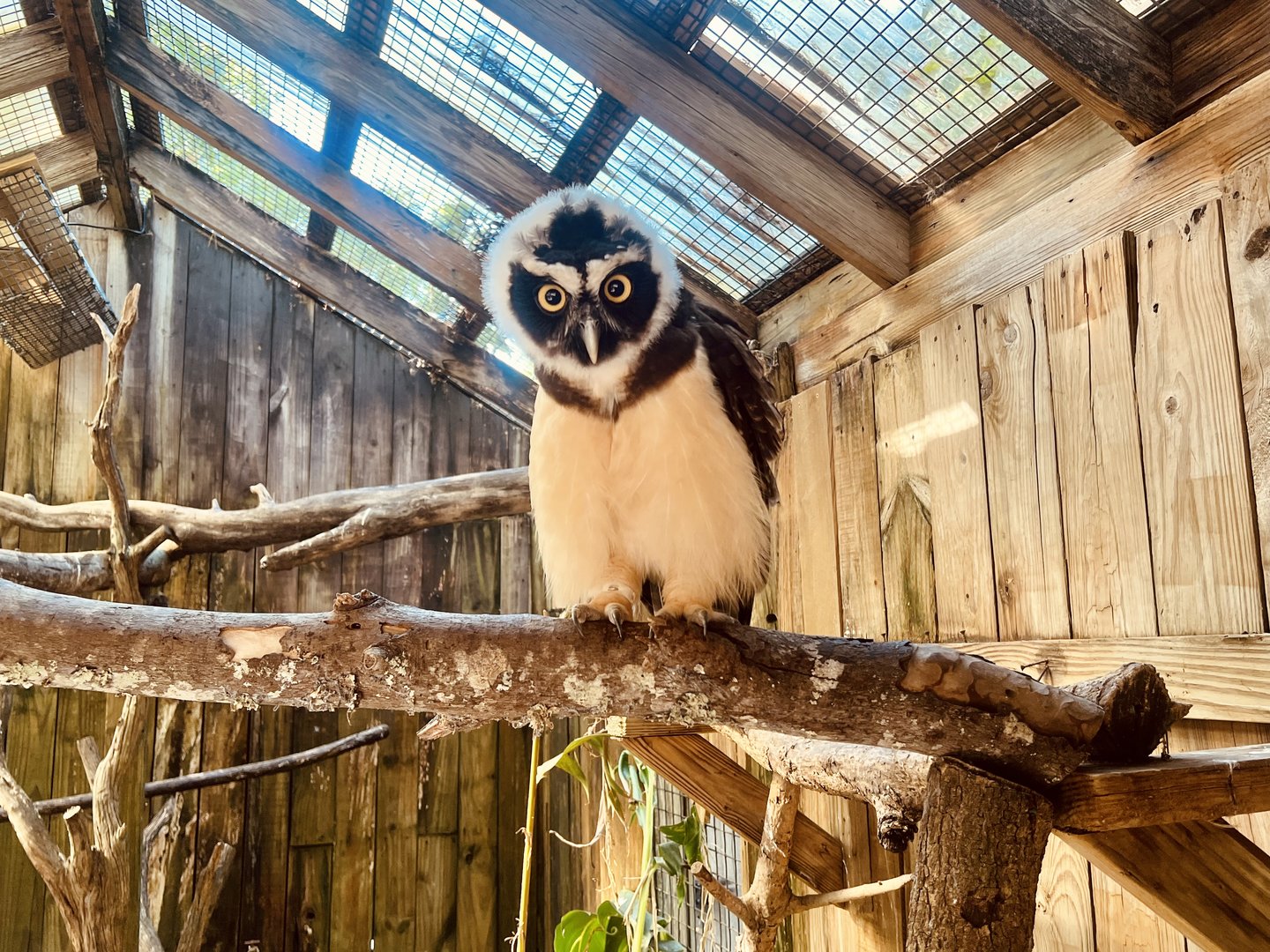 Spectacled Owl