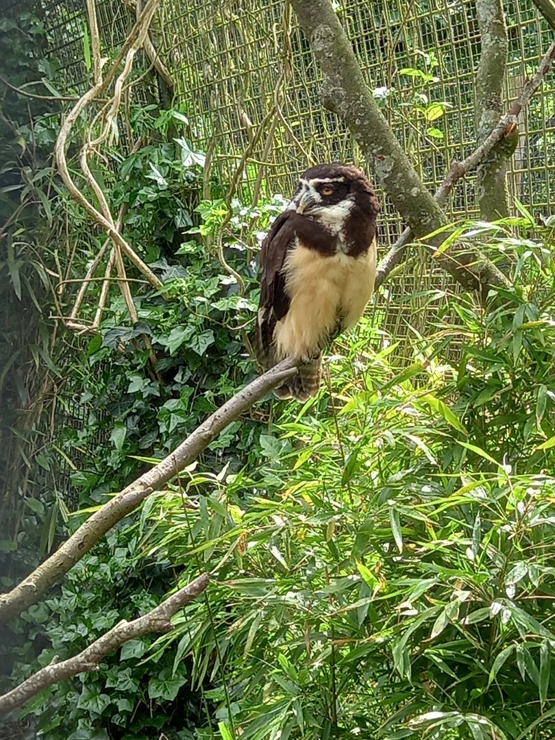 Spectacled Owl