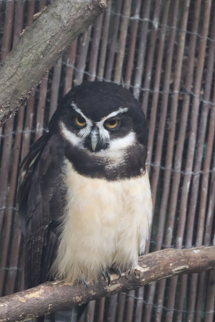 Spectacled Owl