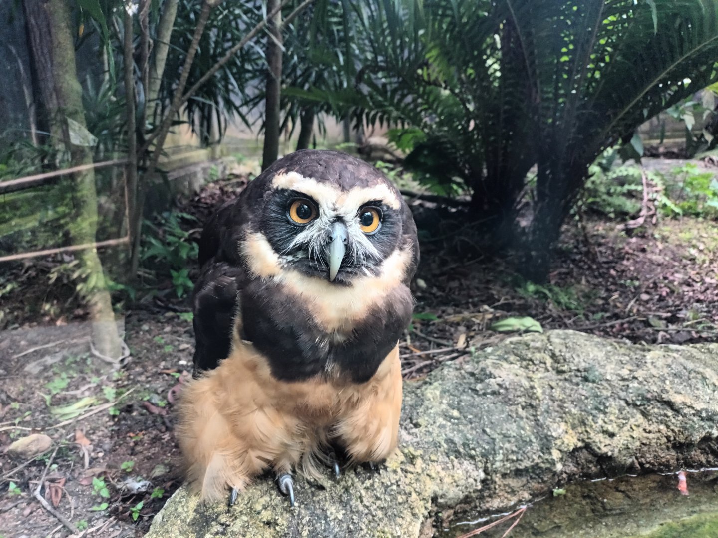 Spectacled Owl