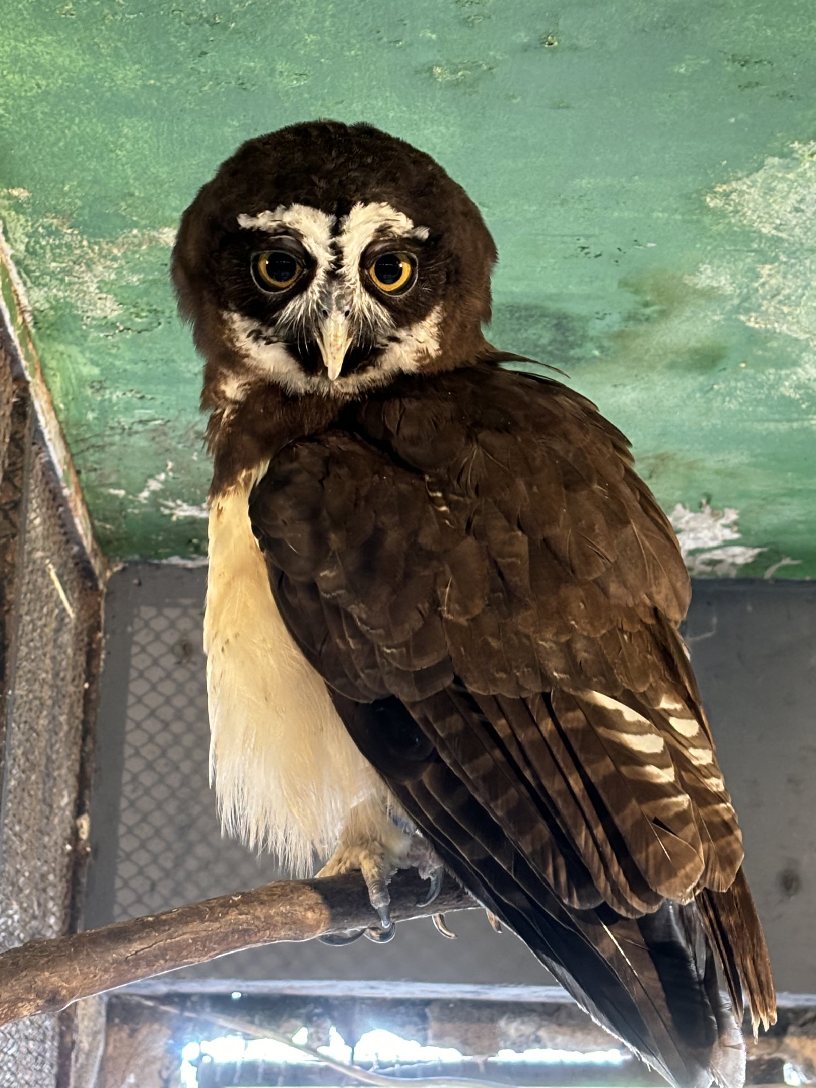 Spectacled Owl