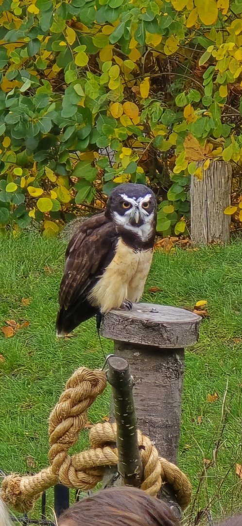 Spectacled owl