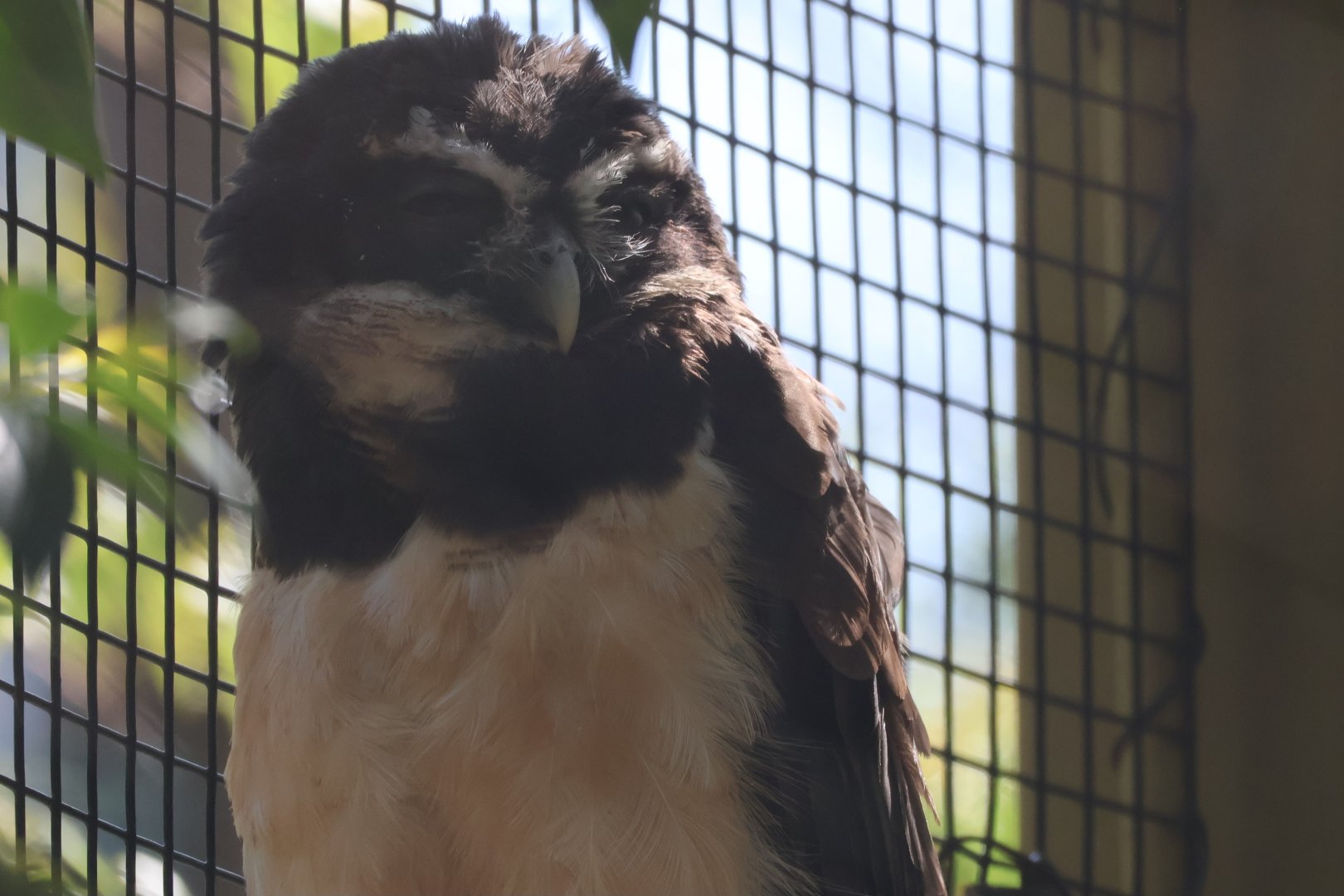 Spectacled Owl