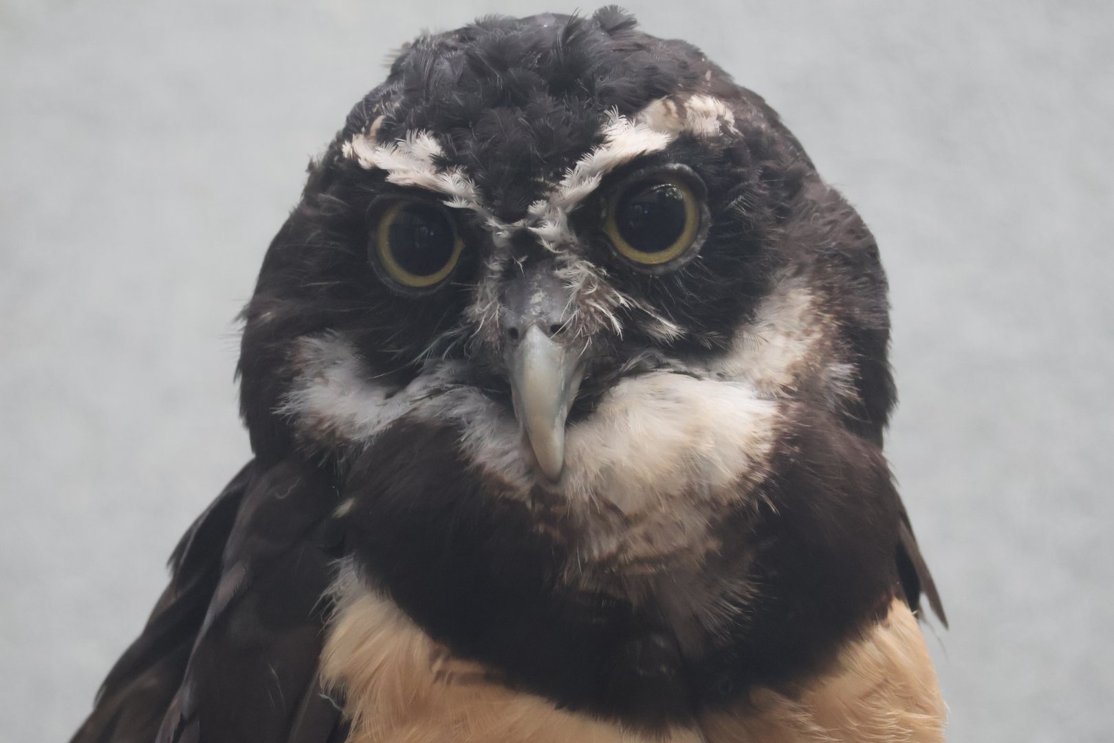 Spectacled owl