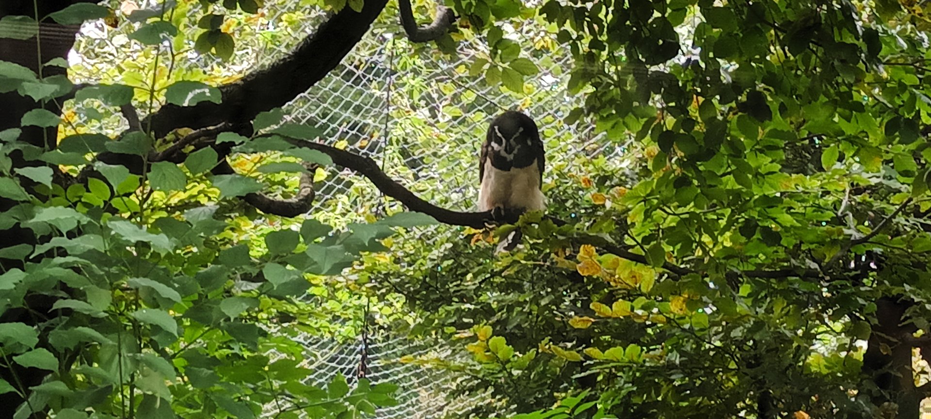Spectacled Owl
