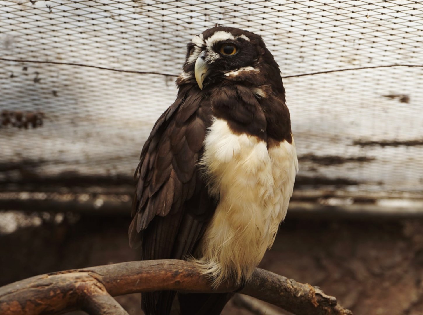 Spectacled Owl