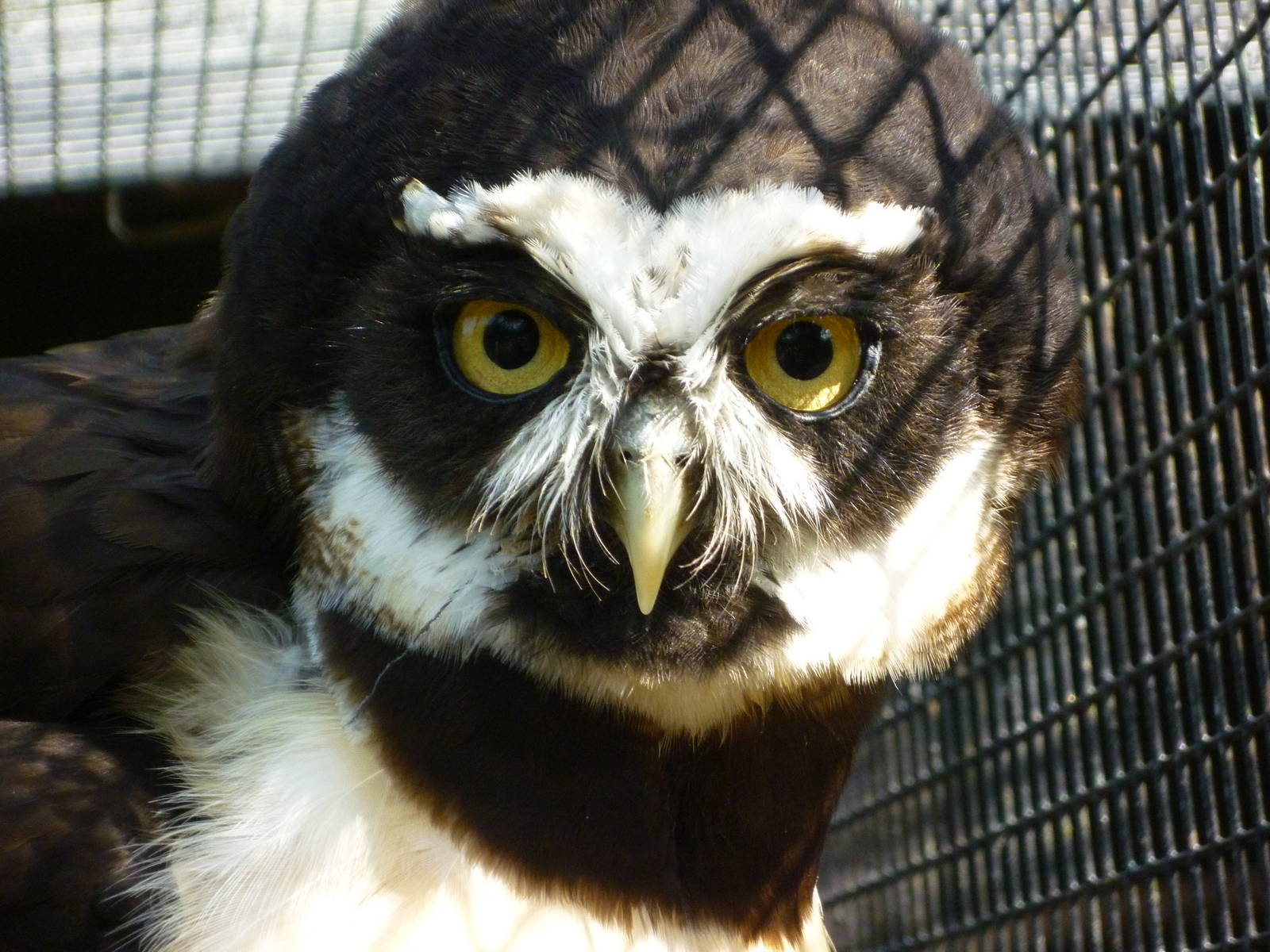 Spectacled Owl