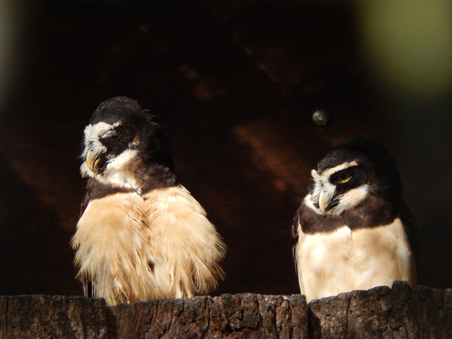 Spectacled owls 040324