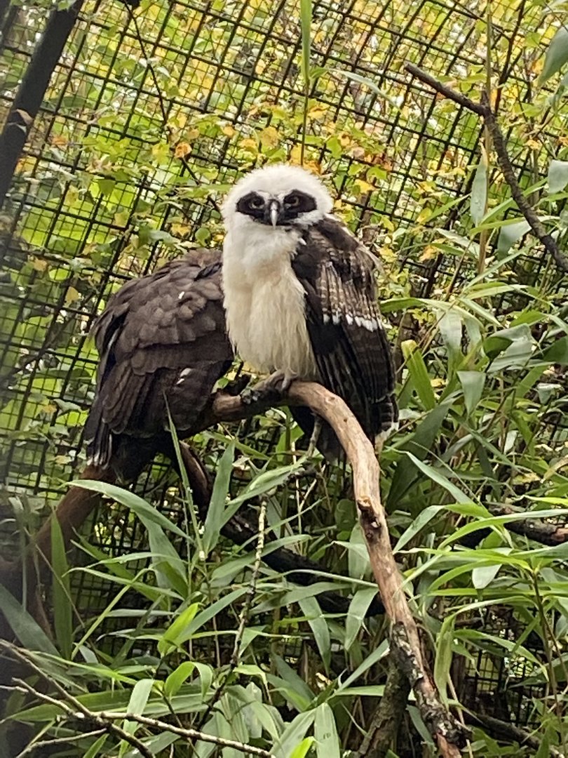 Spectacled owls 221022