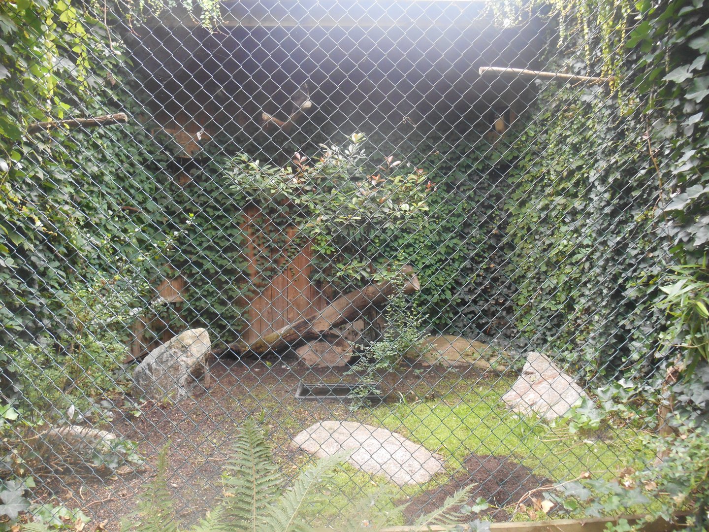 Spectacled Owls Aviary