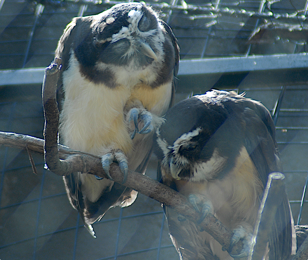 Spectacled Owls - Berlin Zoo 2022