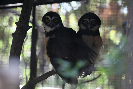 spectacled owls in childrens zoo