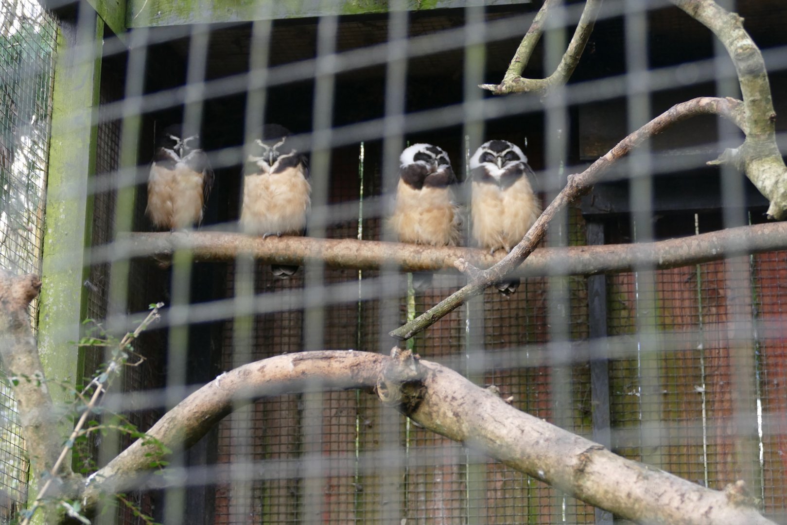 Spectacled owls, November 2020