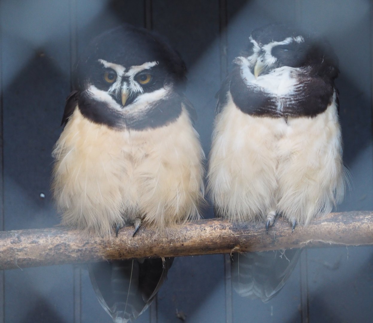 Spectacled owls (Pulsatrix perspicillata), 2021-02-14