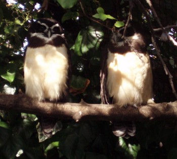 Spectacled Owls (Pulsatrix perspicillata)