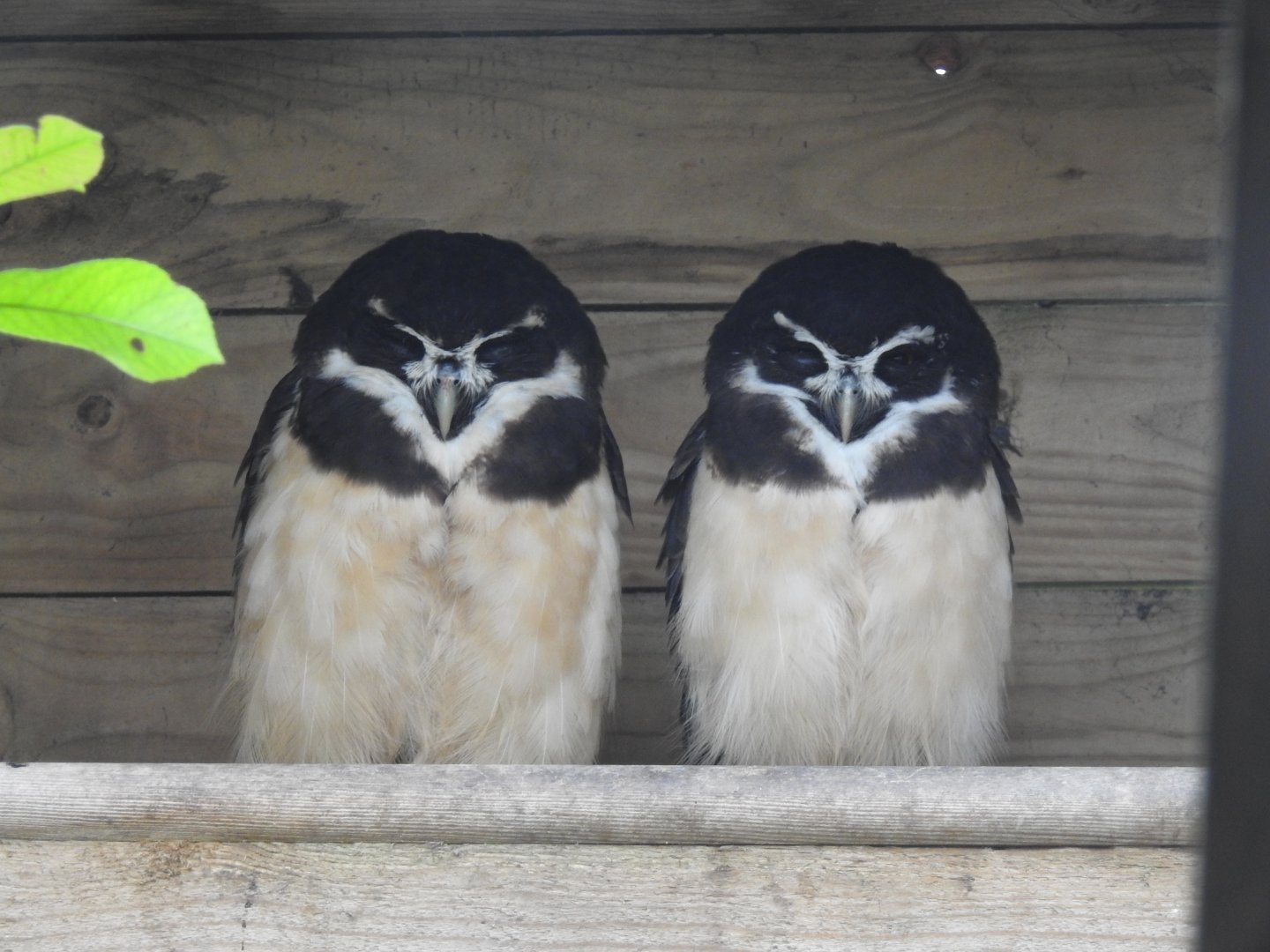 Spectacled Owls (Pulsatrix perspicillata)