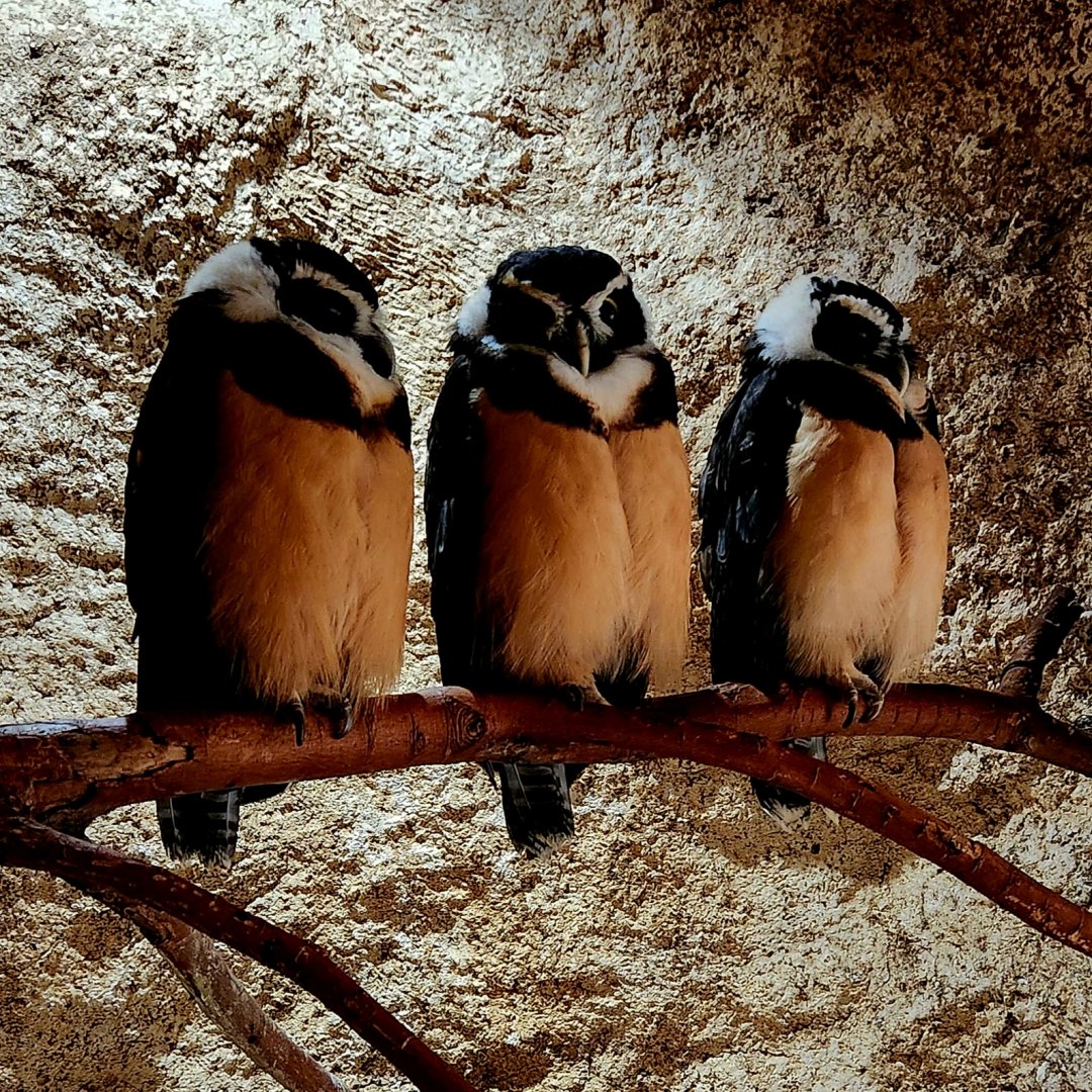 Spectacled Owls (Pulsatrix perspicillata)