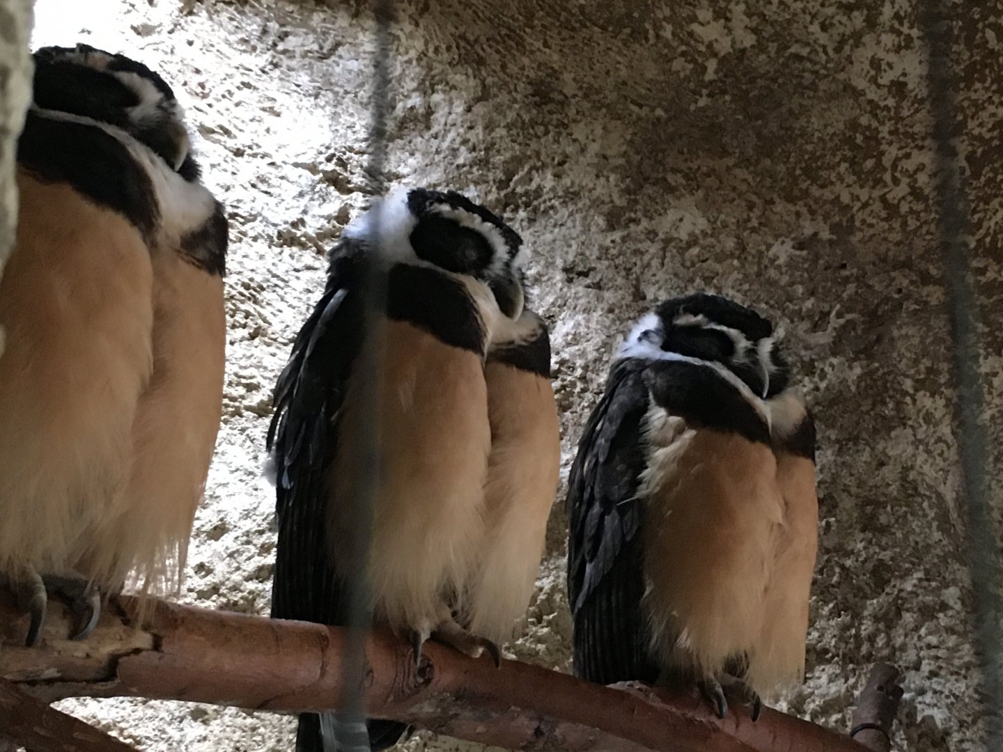 Spectacled Owls (Pulsatrix perspicillata)