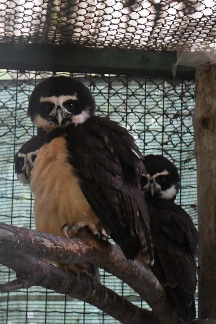Spectacled Owls (Zoo Lourosa)
