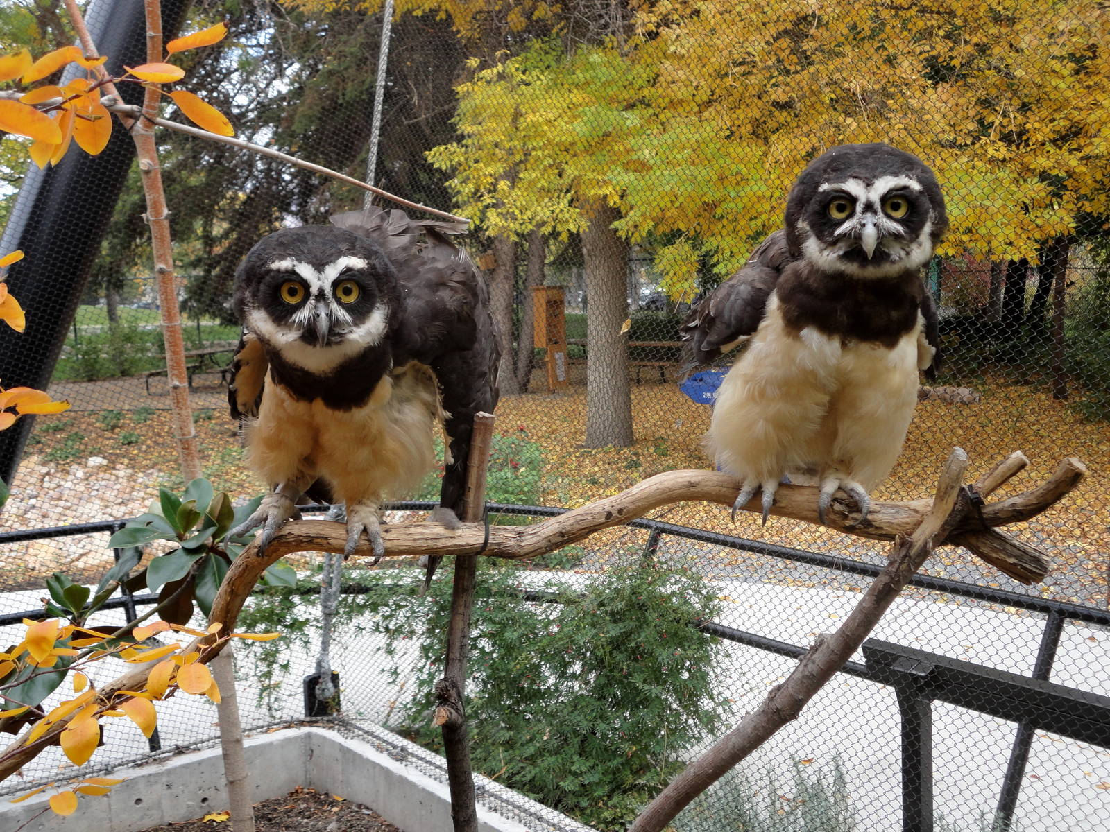 Spectacled Owls