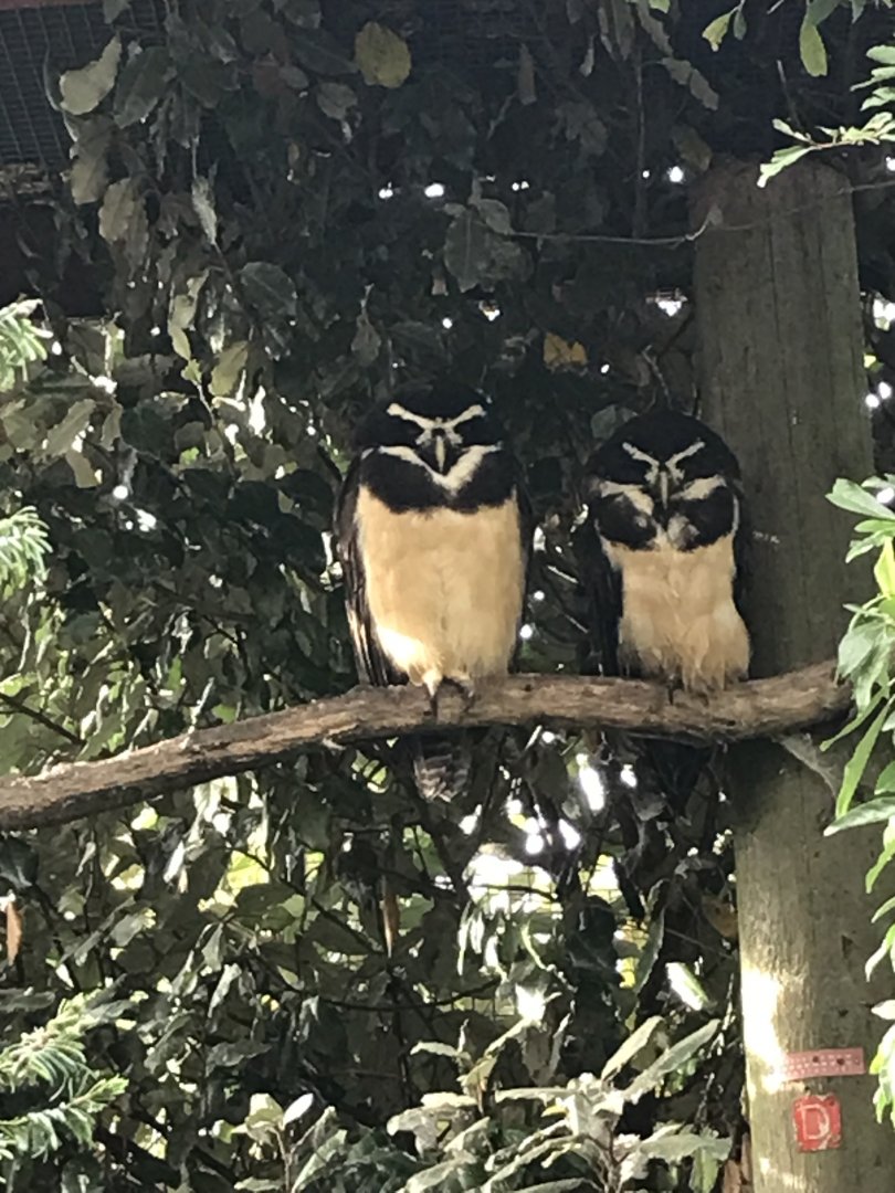 Spectacled owls
