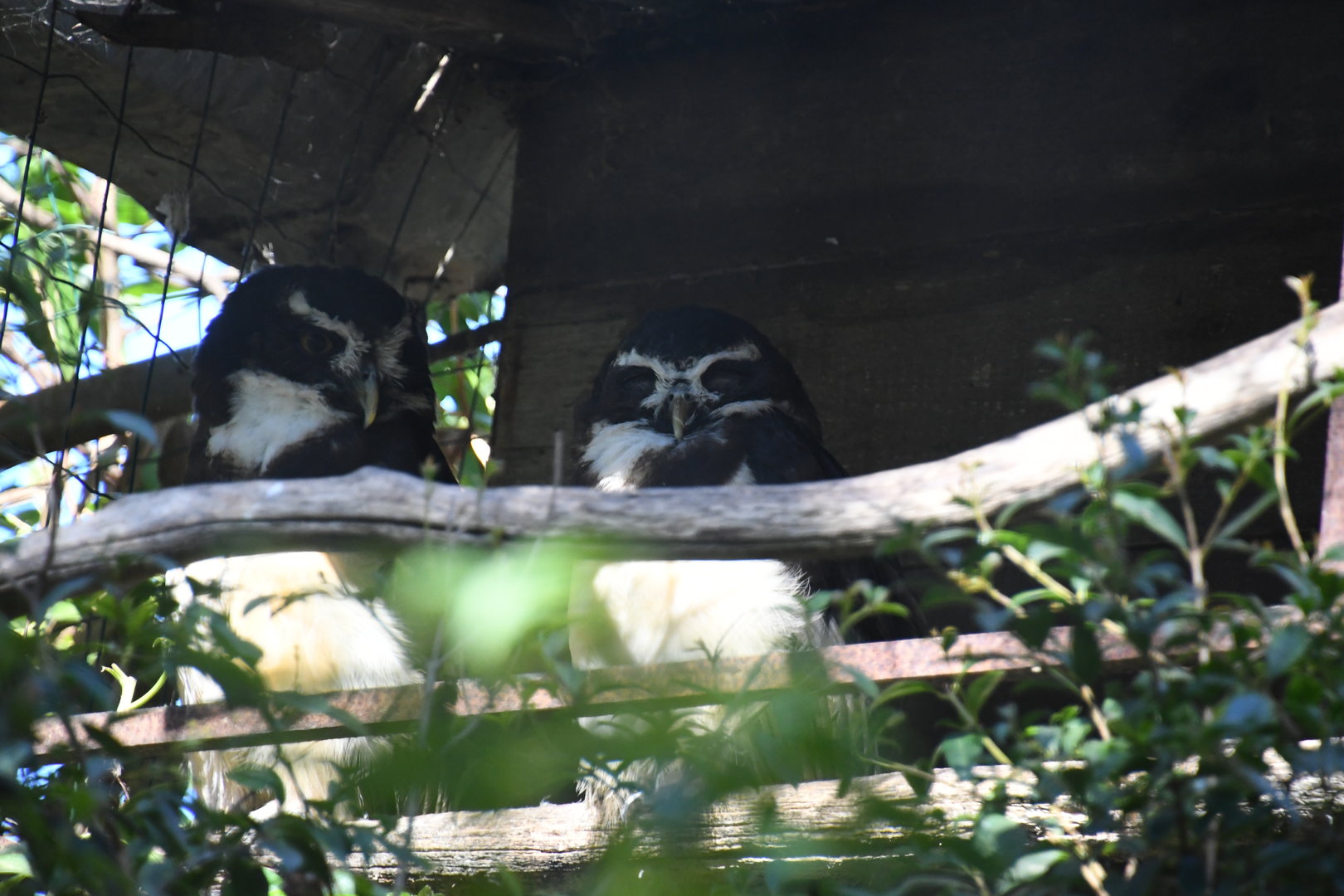 Spectacled Owls