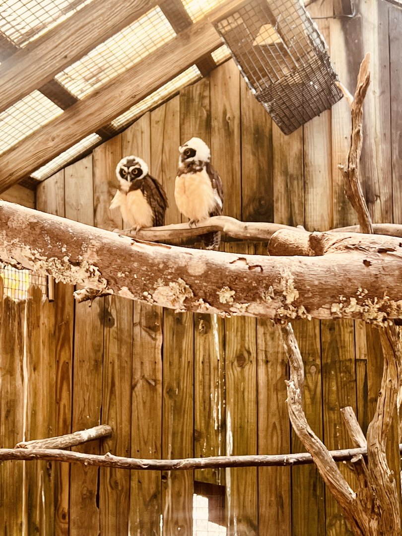 Spectacled Owls