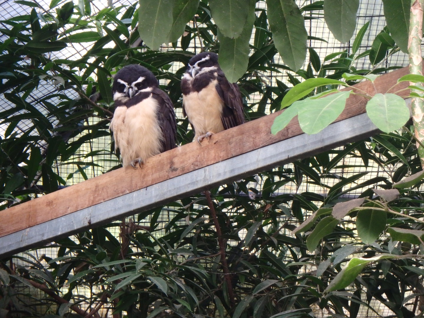 Spectacled owls