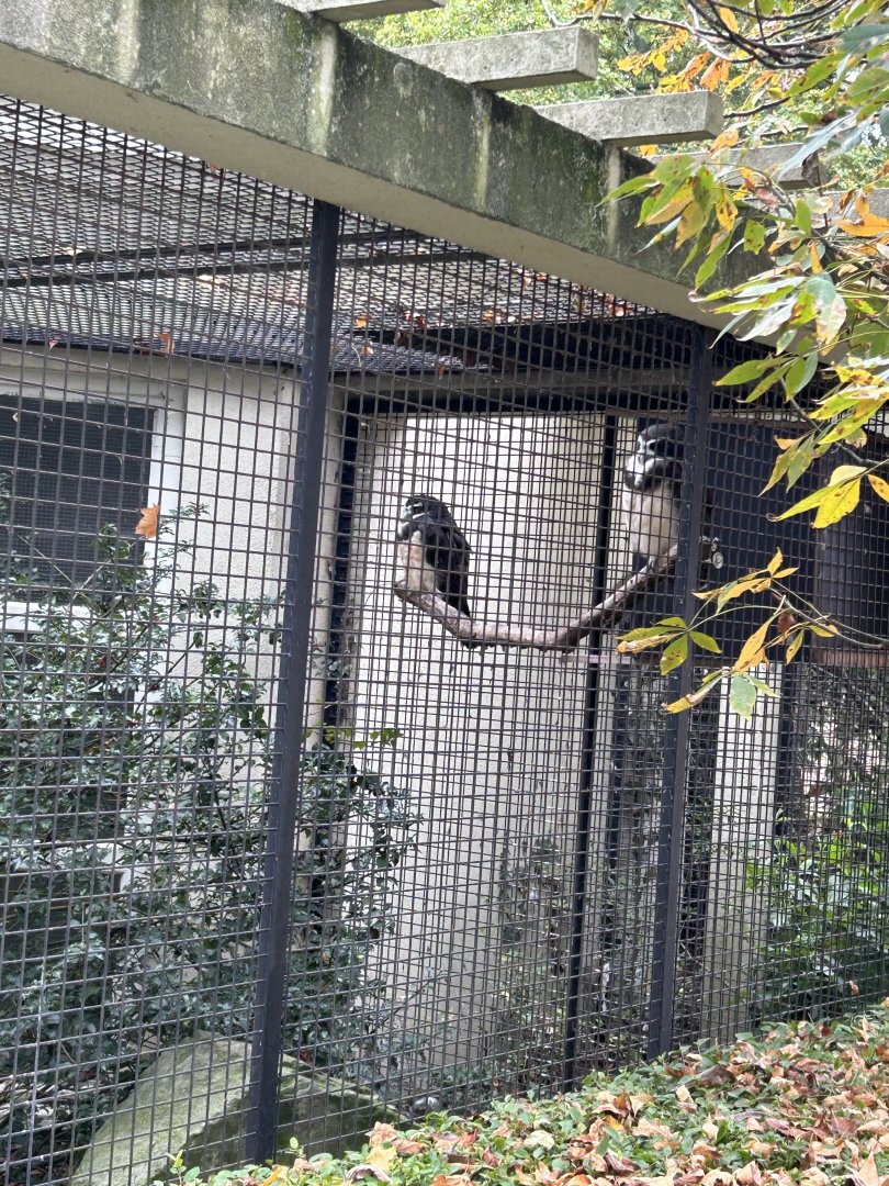 Spectacled owls