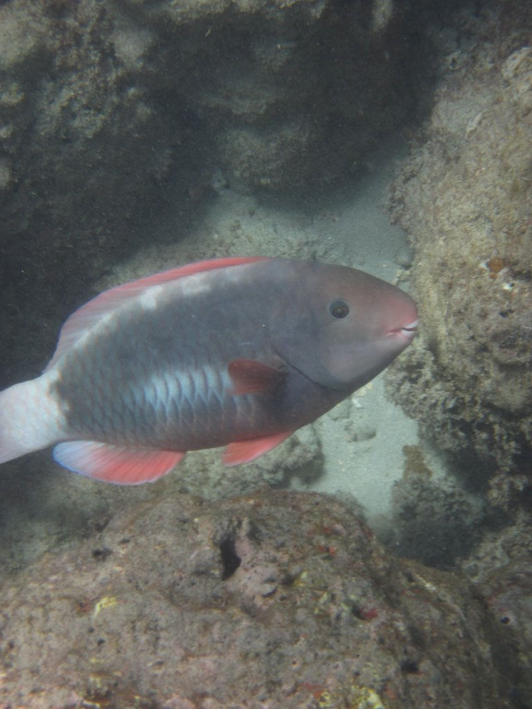 Spectacled Parrotfish (Chlorurus perspicillatus) female