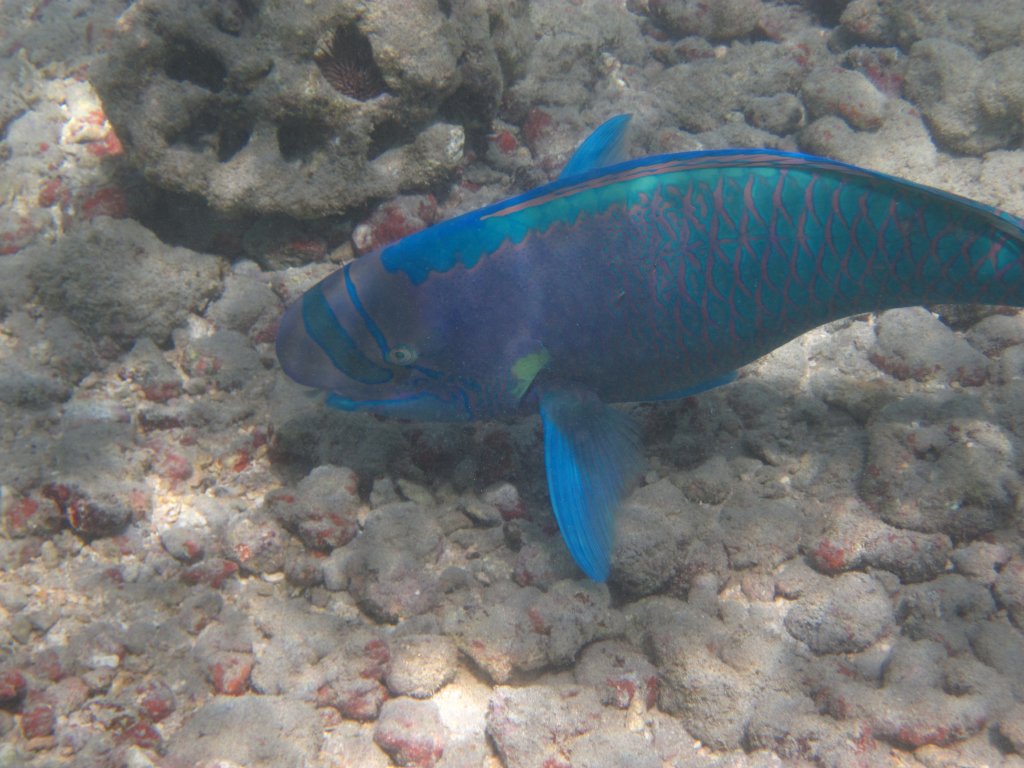 Spectacled Parrotfish (Chlorurus perspicillatus) male