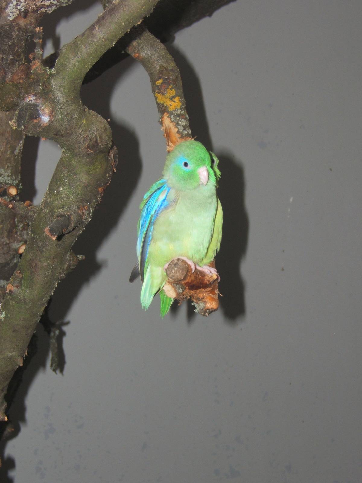 Spectacled Parrotlet (Forpus conspicillatus)