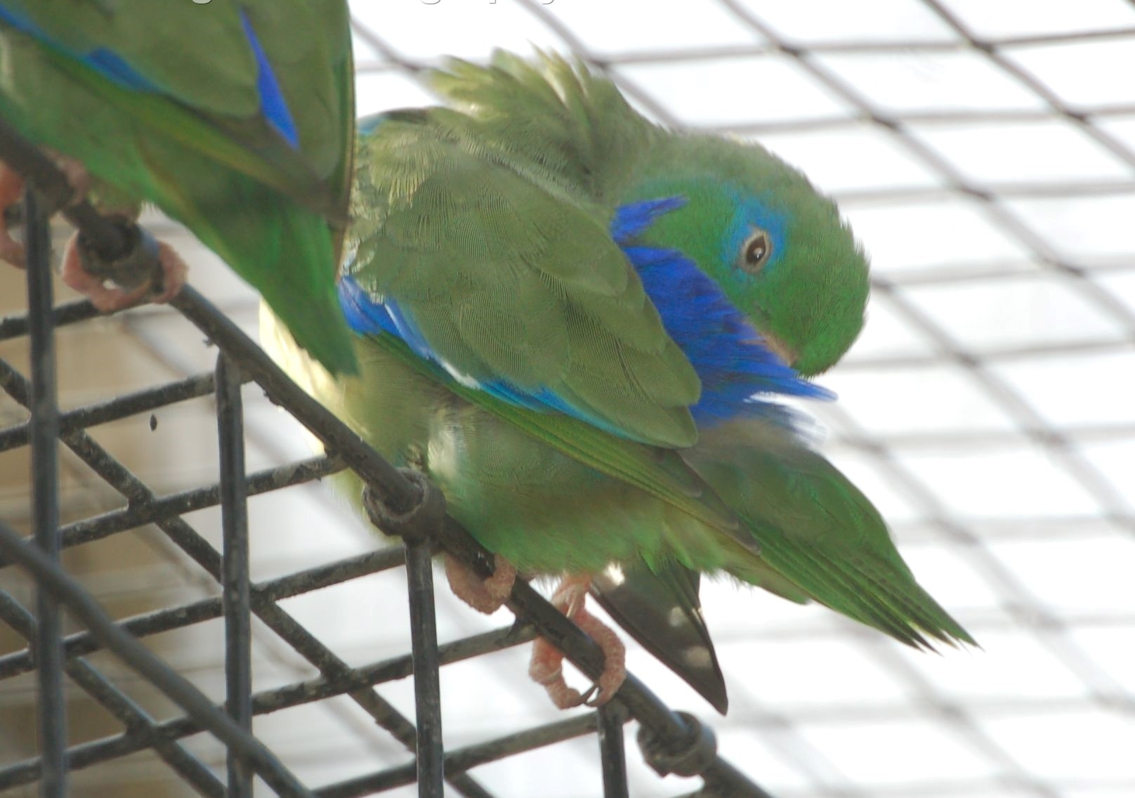 Spectacled Parrotlet - Forpus conspicillatus