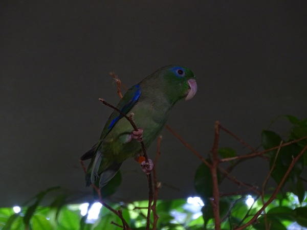 Spectacled parrotlet (Forpus conspicillatus)