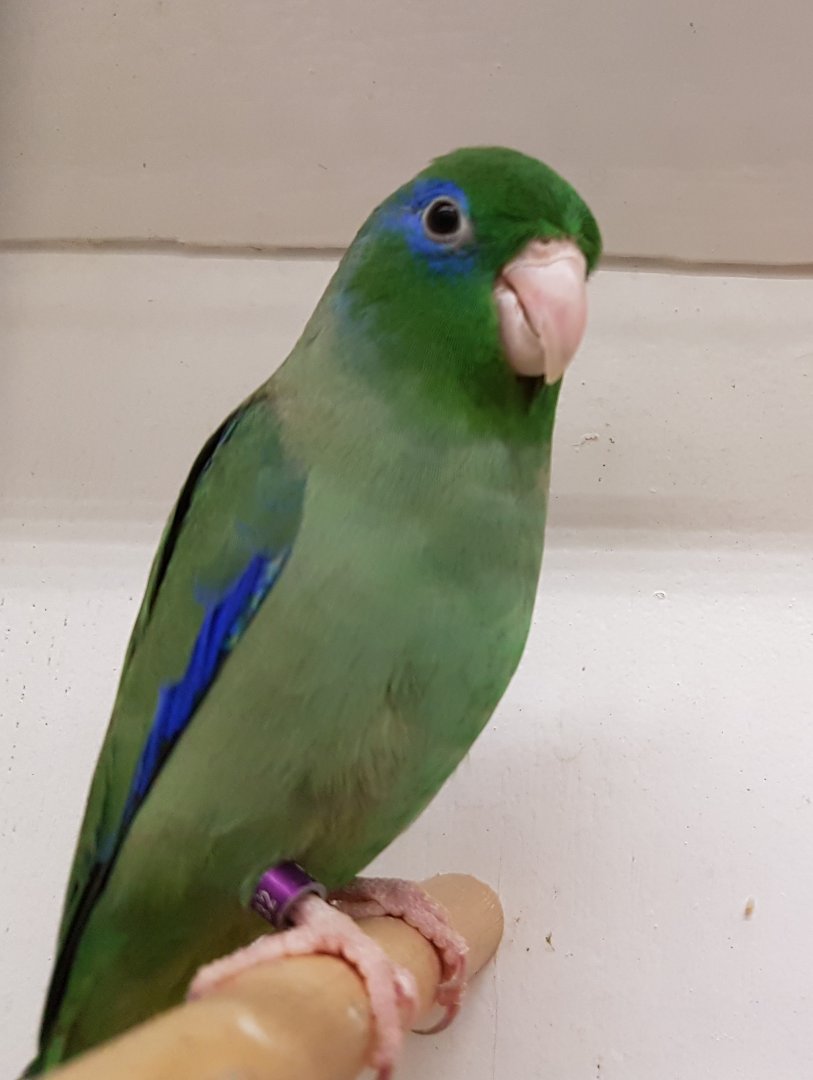 Spectacled parrotlet - male