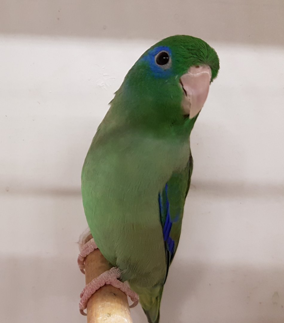 Spectacled parrotlet - male