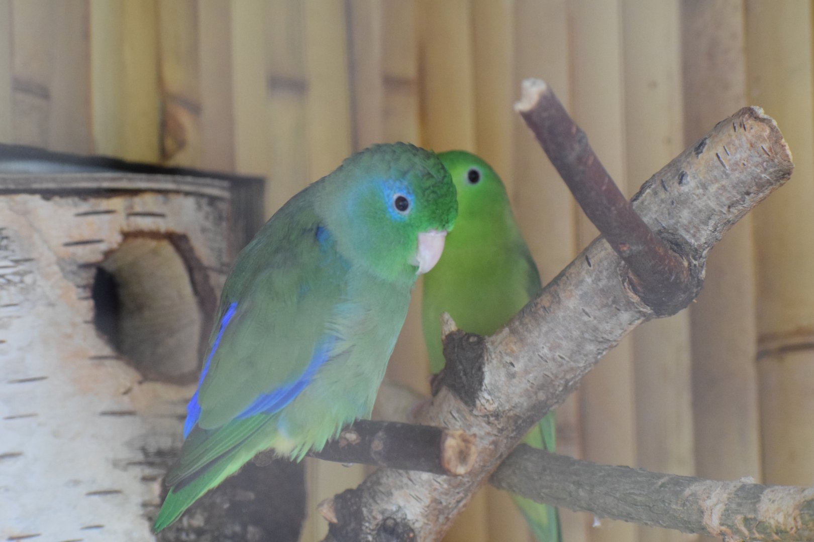 Spectacled parrotlet - Papouščí Zoo Bošovice