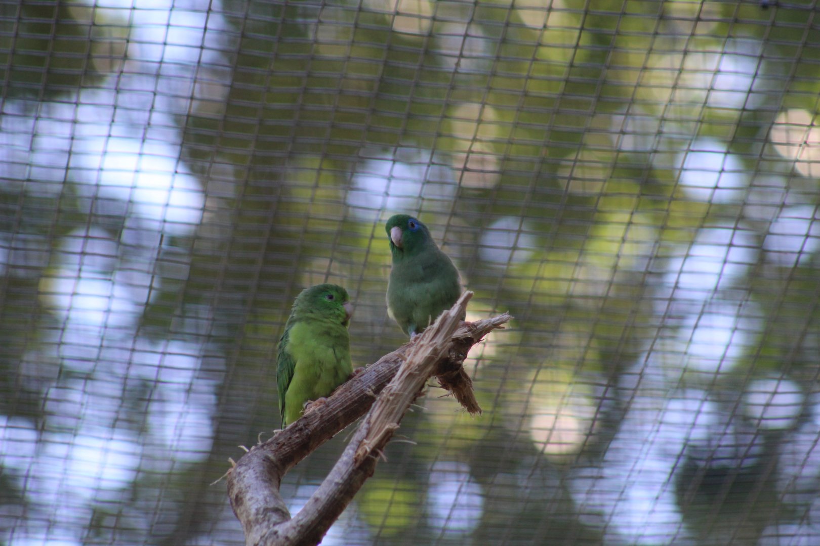 Spectacled Parrotlet