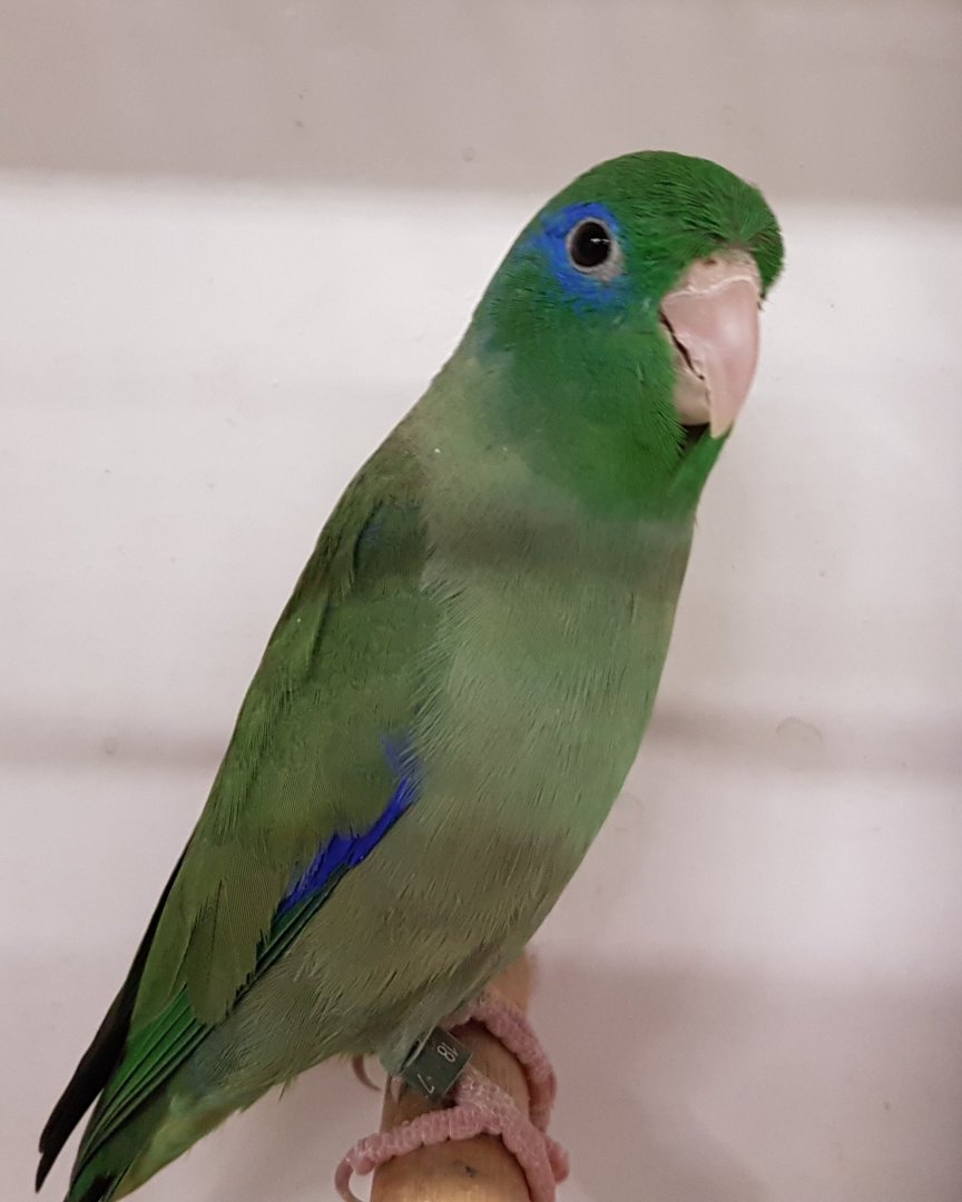 Spectacled parrotlet