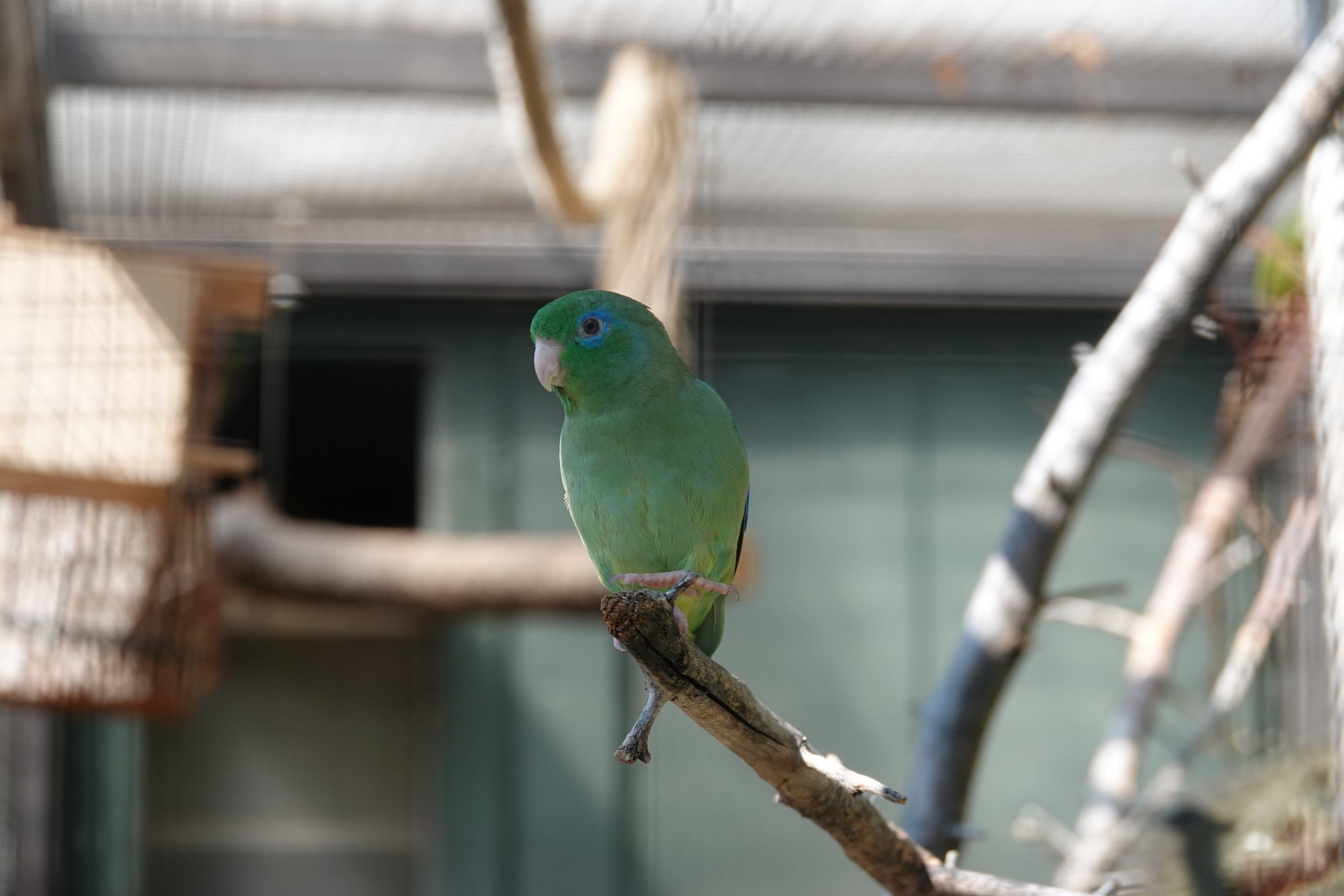 Spectacled parrotlet