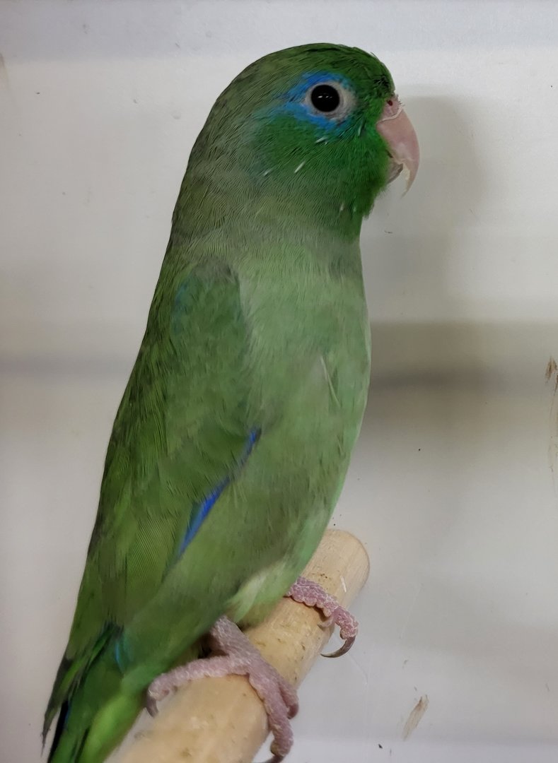Spectacled parrotlet