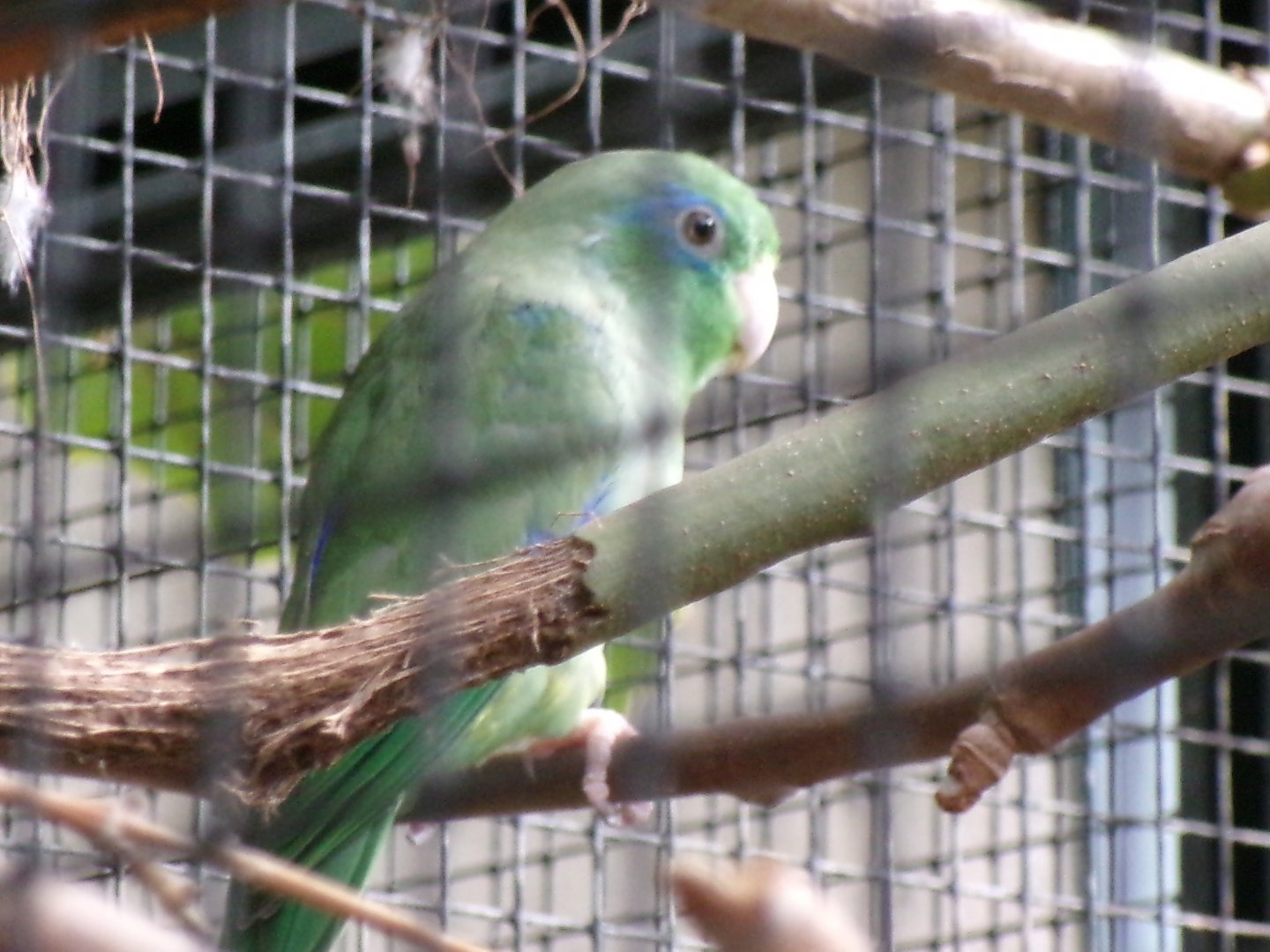 Spectacled parrotlet