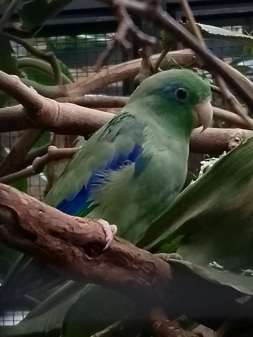 Spectacled parrotlet