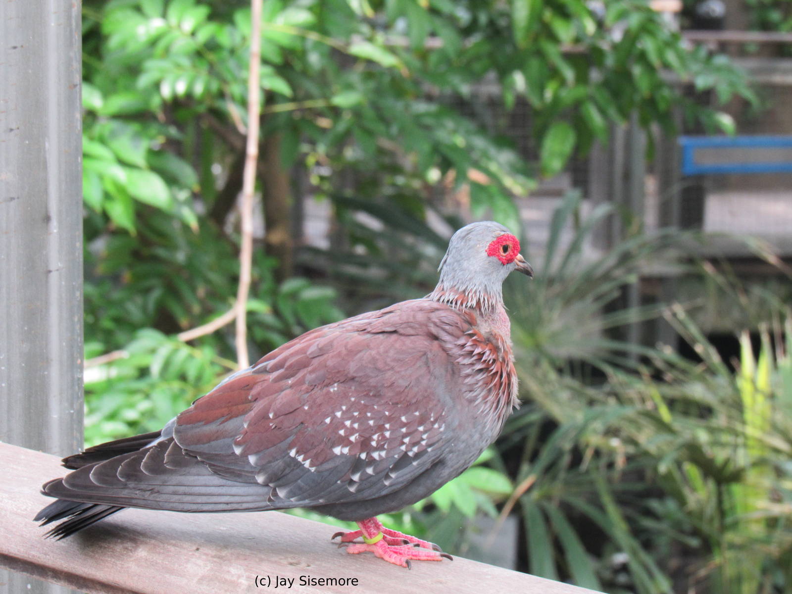 Spectacled Pigeon (African Rock Pigeon)