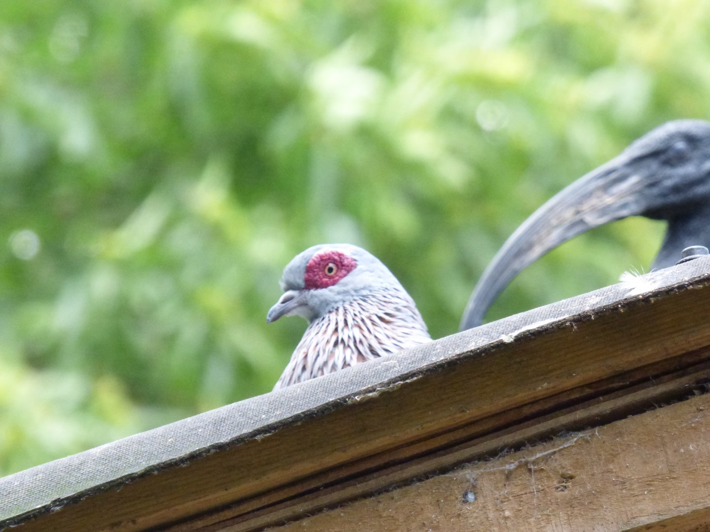 Spectacled Pigeon and Sacred Ibis